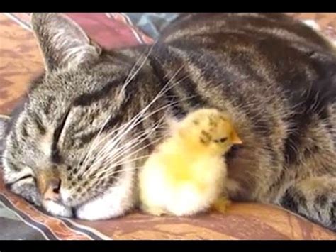Cover such cords or tape them up for safety. Cats Adopting Baby Birds Compilation 2014 NEW - FUNNY ...