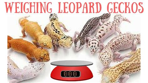 Leopard Geckos Weighing Rescued Leopard Geckos Leopard Gecko Check Ups Gecko Health