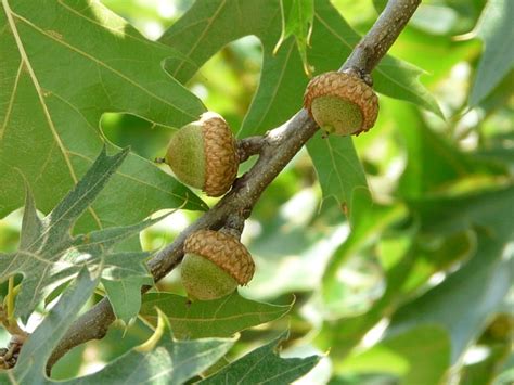 Most species of oak trees are deciduous with fruit of the oak is called acorn. Toronto Wildlife - More Black Oak