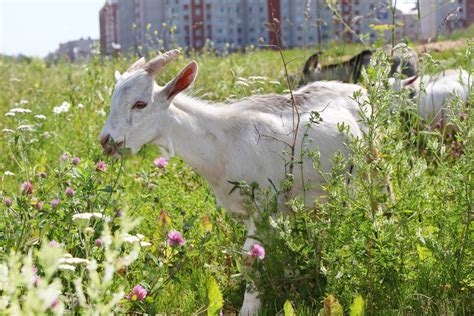 Roma Apuesta Por Las Cabras Y Ovejas Para Cortar La Hierba De Sus Parques