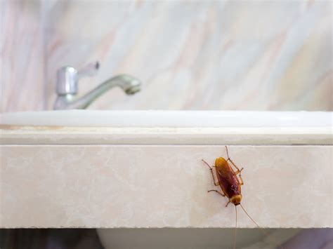 What Attracts Cockroaches To Your Home Bug House Pest Control