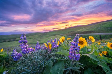 Spring Wildflowers Pacific Northwest Landscape And Rural Photos Don
