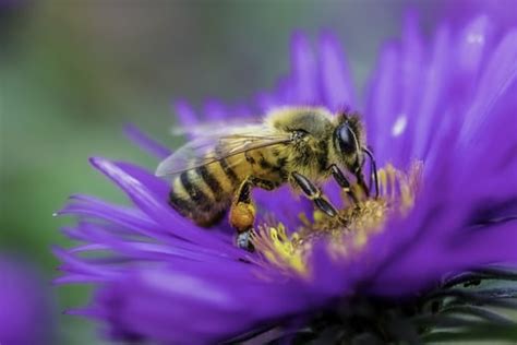 5 Astonishing Things About Bees On World Bee Day Daily Reuters