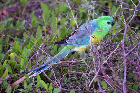 Where is wilcannia, nsw (wio)? Red-rumped parrot 1 - Wilcannia, NSW by wildplaces on ...