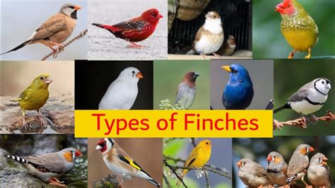 17 Types Of Finches Species Of Finches Youtube