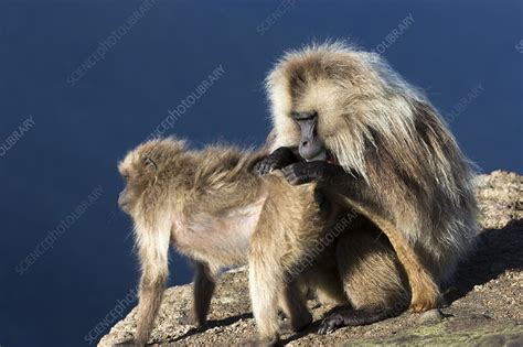 Gelada Baboons Grooming Stock Image C0246046 Science Photo Library