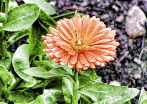 Orange Flower Free Stock Photo Public Domain Pictures