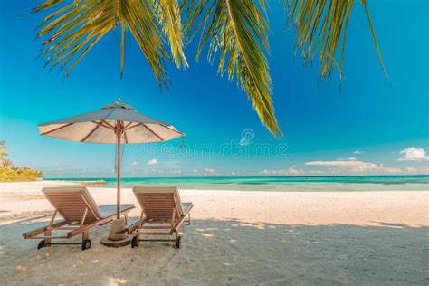 Beautiful Beach Chairs Under Palm Trees Sandy Beach Sea Summer