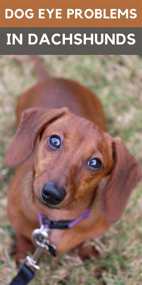 A Brown Dachshund Is Looking Up At The Camera While Standing On Grass