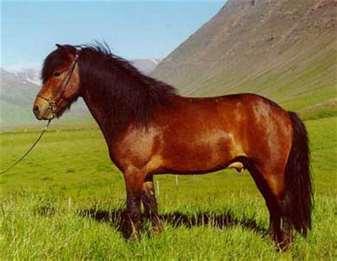 web  science    icelandic horse originate