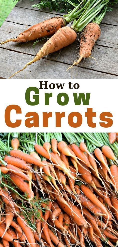How long do carrots take to grow. How to Grow Carrots from Seed to Harvest | Growing carrots ...