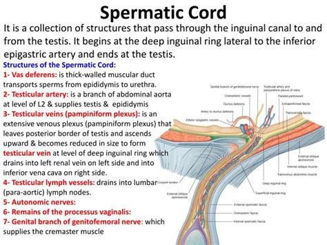 Contents Of Spermatic Cord Abdomen Biology With Dr E At