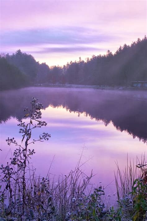 Portrait Of A Pond Purple Facebook And Lavender