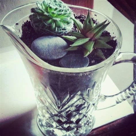 Old School Glass Jug With Succulents Succulents Glass Jug Waterwise