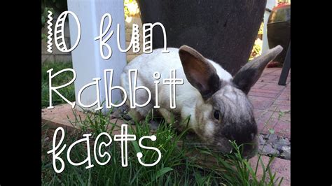 10 Fun Rabbit Facts Youtube