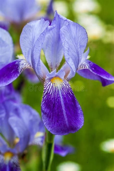 Blue Iris Flower Close Up Outdoors Stock Image Image Of Flora