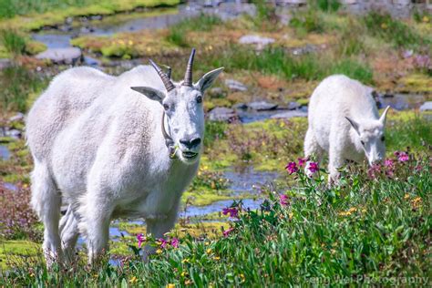 Mountain Goats Hidden Lake Trail Glacier National Park Montana Usa