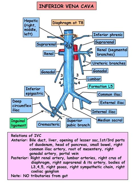 Inferior Vena Cava Filter Placement Medical Anatomy Human Anatomy