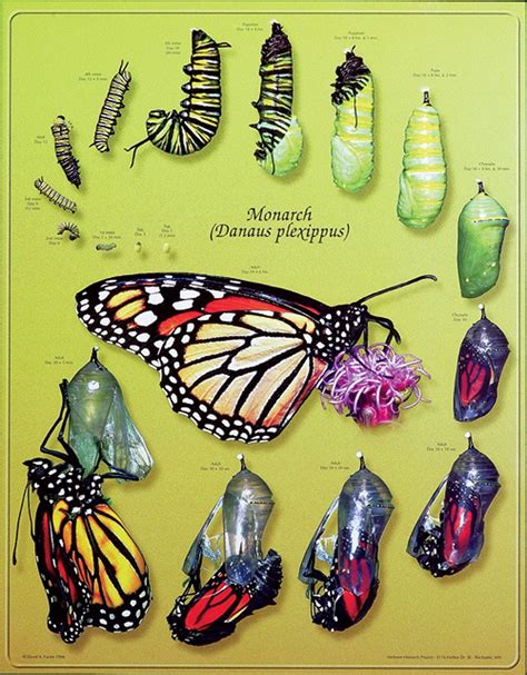 Monarch Butterfly Life Cycle Timeline