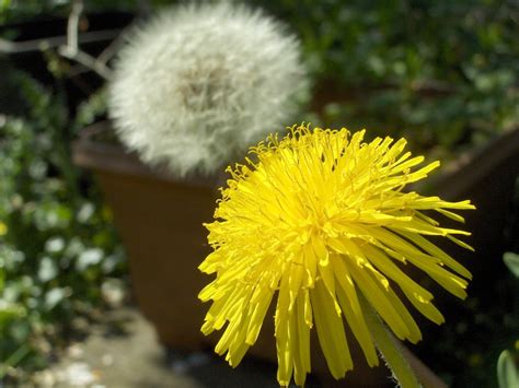 Dandelions Free Photo Download Freeimages
