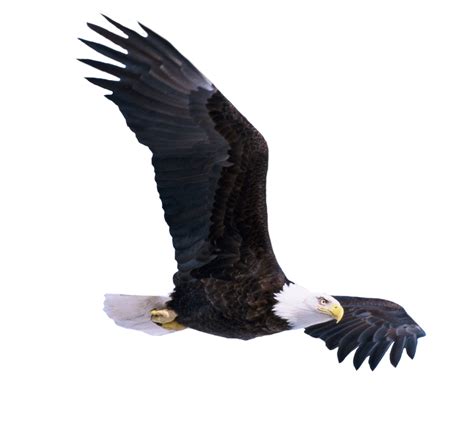 Bald Eagle Flying Png Image Purepng Free Transparent Cc0 Png Image