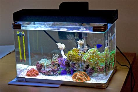 Image Result For 5 Gallon Nano Reef Saltwater Aquarium Reef Tank