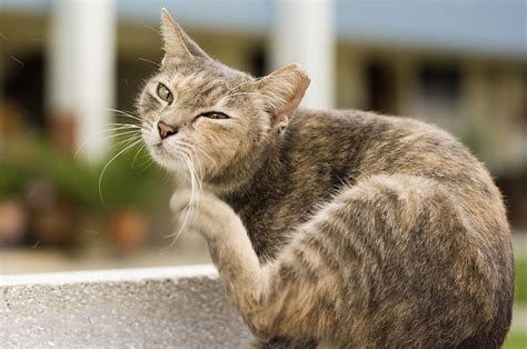 How To Tell If Your Cat Has Fleas 8 Telltale Signs Pest Hacks