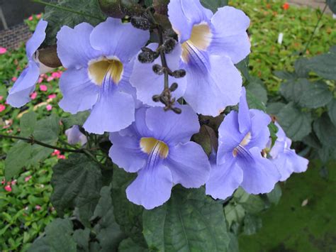 Thunbergia Grandiflora Blue Sky Flower World Of