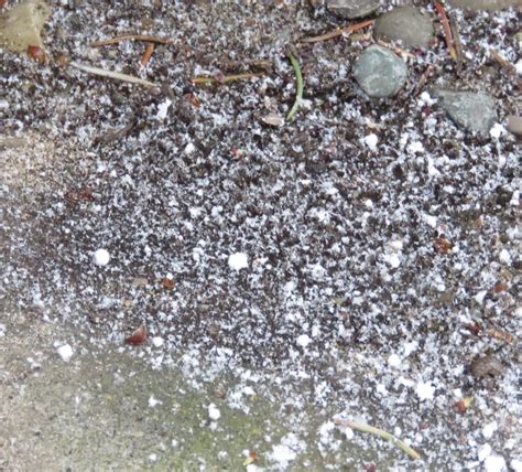 Maes Food Blog Wednesday Word Of The Day Graupel