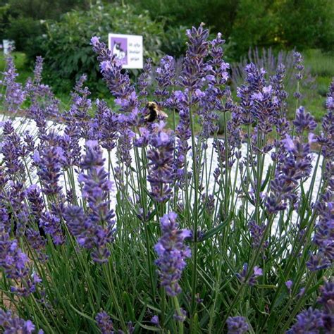 Lavandula Angustifolia Folgate Lavender Buy Herb Plants
