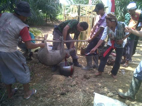Acara melah pinang nikah adat dayak iban kalimantan barat kapuas hulu(merinding sampi melah pinang)подробнее. Contoh Surat Nikah Adat Dayak Kalimantan Barat - Senjata ...