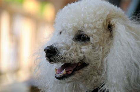 If you want to get a toy poodle from a. How Much Does a Poodle Cost? | HowMuchIsIt.org