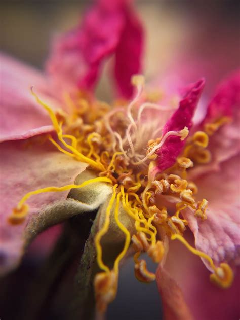 A spring primrose is in a bouquet, floral background. 9 Tips For Beautiful Flower Macro Photography On iPhone