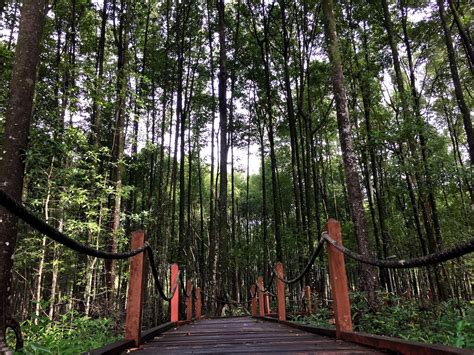 Tajsri Guesthouse Taiping Hutan Paya Bakau Matang Taiping Matang