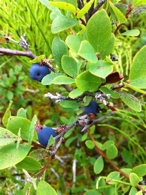 Alaska Blueberry Alaskaorg