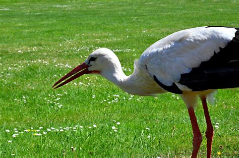 Ingyenes Képek Természet Madár Nyár Vadvilág Csőr Fauna