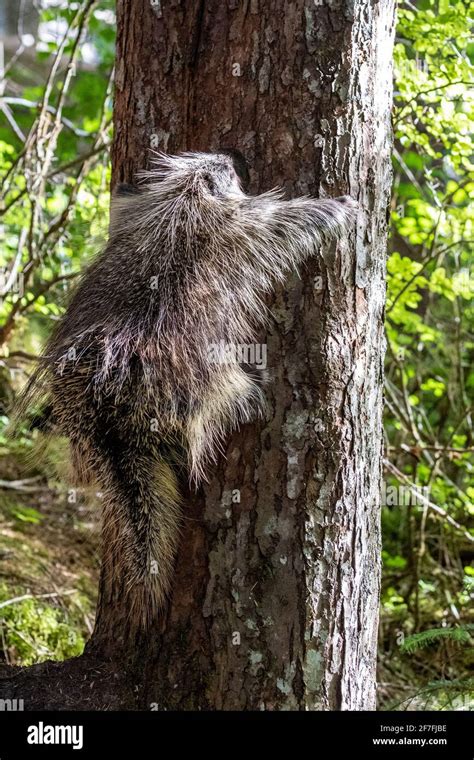 Adult North American Porcupine Erethizon Dorsatum Climbing A Tree
