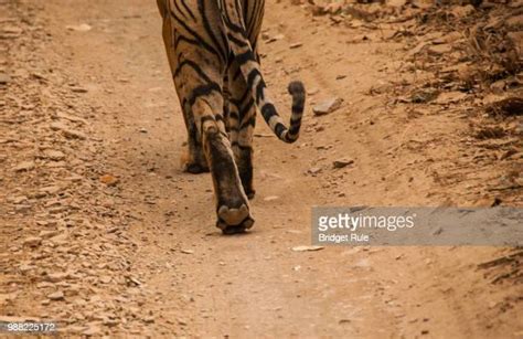 Tigers Running Photos And Premium High Res Pictures Getty Images