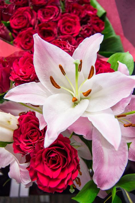 Check spelling or type a new query. Types Of Lilies - Flower Press