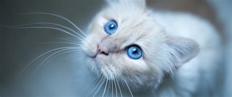 Blue Eyes Hd Wallpapers Backgrounds Page 13