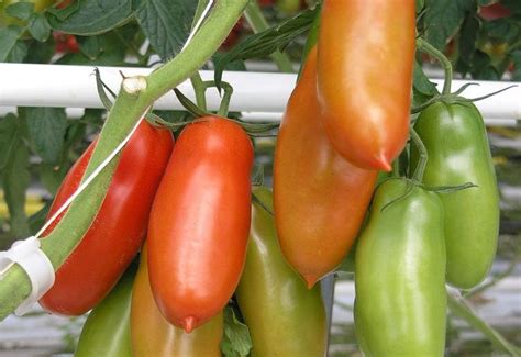 Pomodoro San Marzano La Vera Storia Dell Oro Rosso Di Napoli