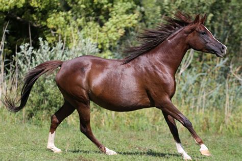 See more ideas about arabians, arabian horse, horses. Arabian Horse