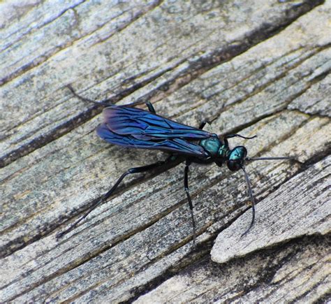 Nearctic Blue Mud Dauber Wasp From Dyer County Tn Usa On July 01