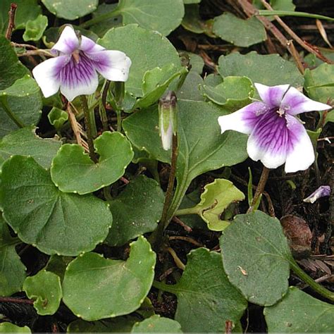 How To Plant And Grow Australian Violet Viola Hederacea Pond Informer