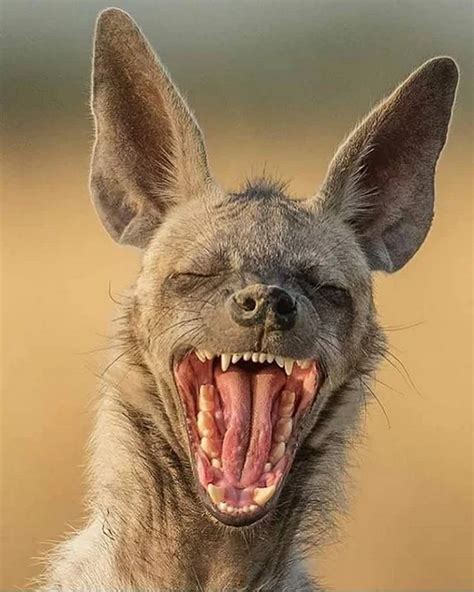 Pin By Tyan Weber On Animals Laughing Animals Funny Animal Faces