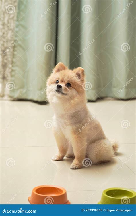 Pomeranian With Brown Hairs Sitting On The Granite Floor In Home