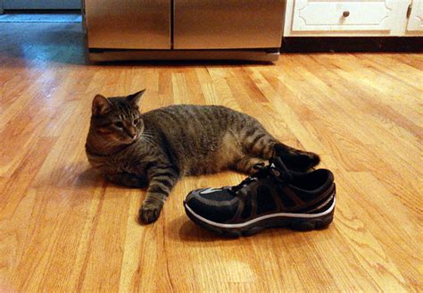 21 Photos Of Shoe Obsessed Cats That Will Make You Laugh TheCatSite