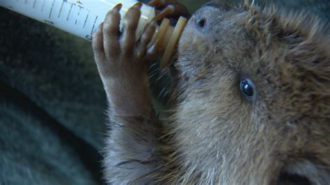 Cute Alert Orphaned Baby Beaver Thrives In Calgary Care Globalnewsca