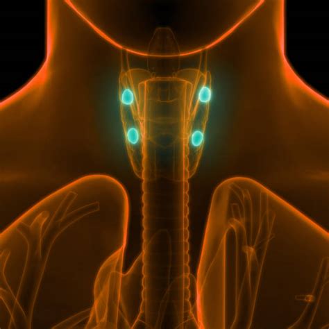 Throat Anatomy Stock Photos Pictures And Royalty Free Images Istock