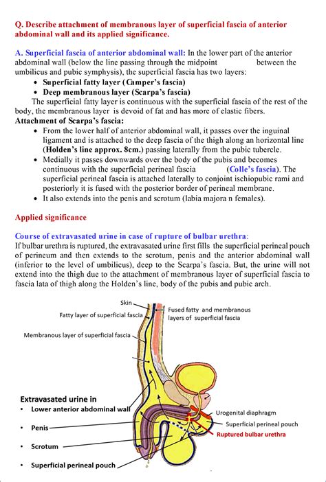 Abdominal Anatomy Abdominal Wall Anatomy Neuraxiom This Section